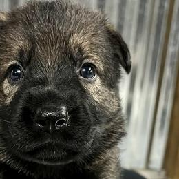 Girl 1 - Sable German Shepherd puppy in Terrell, Texas from Von Brodek Kennels