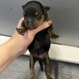 Miranda - Black and tan female Rottweiler puppy in Mcminnville, Oregon from JHB Rottweilers