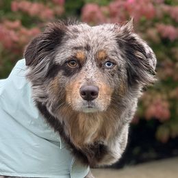 Ember - Australian Shepherd