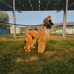 Ruger - Afghan Hound