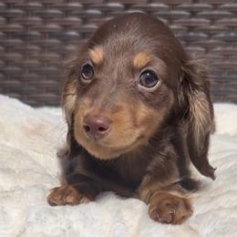 Katana's Chocolate and Tan -- Boy - Chocolate and tan male Dachshund puppy in Kalama, Washington from Dazzling Doxies
