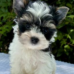 Chandler - Black tan and white male Biewer Terrier puppy in Bunnell, Florida from Royal Biewer and Royal Aussies