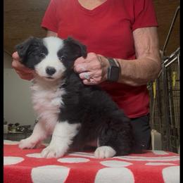 Girl 2 - Black female Border Collie puppy in Farmersville, Texas from Omegamtn Border Collies