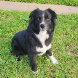 Posie - Miniature Australian Shepherd