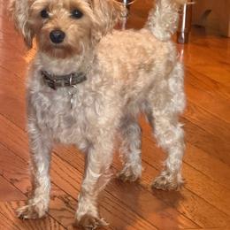 Boy 2 - Cream male Assorted Doodle Crosses puppy in River Falls, Wisconsin from Dottie's Doodles