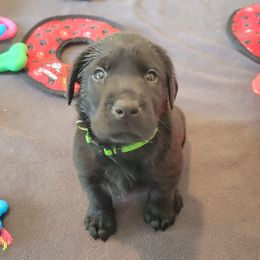 Labrador Retriever Puppies from PSJ Puppies, Holistic Pet Foods