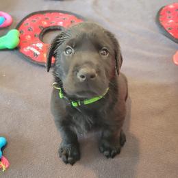 Labrador Retriever Puppies from PSJ Puppies, Holistic Pet Foods
