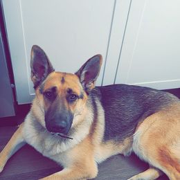 German Shepherd All Grown Up from Marbany Kennels