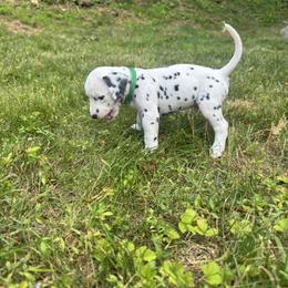 Green - White and black male Dalmatian puppy in Scarsdale, New York from Jewels and Spots Dalmatians