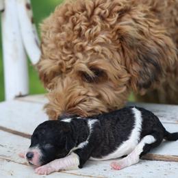 Barkley - Black male Whoodle puppy in West Bend, Iowa from Blue Skies Terriers