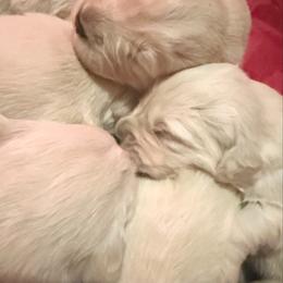 Sophie - Light golden female Golden Retriever puppy in Watkins, Colorado from Brightside Goldens