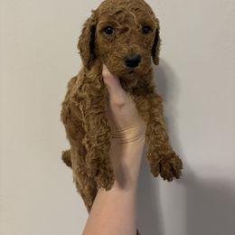 Poodle Puppies from Lady Mae's Standard Poodles
