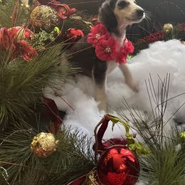 Puppy Girl 1 - Blue and cream female Afghan Hound puppy in Carlisle, Pennsylvania from Winterberry Afghan Hounds