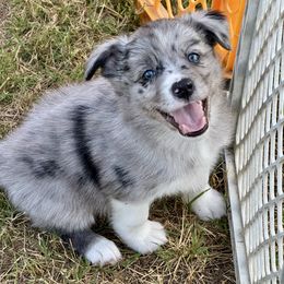 Callie - Blue merle female Border Collie puppy in Hartsville, South Carolina from Wiggles 4 Life
