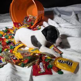 Tex - White and blue male Whippet puppy in London, Kentucky from Hertzog  Whippets