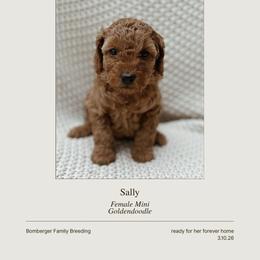 Goldendoodle Puppies from Fountain Valley Doodles