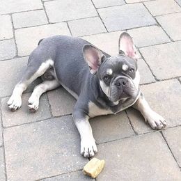 French Bulldogs from Superior Frenchies
