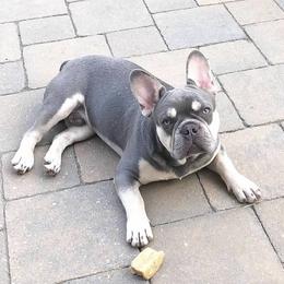 French Bulldogs from Superior Frenchies