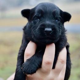 Hopi - Black female German Shepherd puppy in Canton, Texas from WILDWOOD GERMAN SHEPHERDS