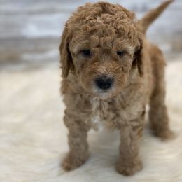 Goldendoodle and Poodle Puppies from Mustanghills Doodles and Poodles