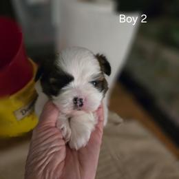 Boy 2 - Gold and white male Shih Tzu puppy in Hampstead, Maryland from Shawny's Shih Tzus