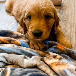 Golden Retriever and Labrador Retriever Puppies from All Around Retrievers LLC