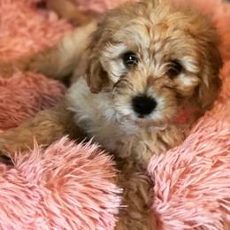 Goldendoodles from Kentucky Gold Mini Doodles