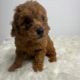 Ella - Red  female Poodle puppy in Miami, Florida from Maria's Pups