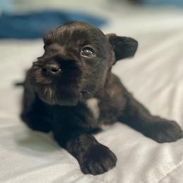 Stormy - Black male Miniature Schnauzer puppy in Interlachen, Florida from Pam's Schnauzers