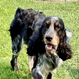 Rafe - English Springer Spaniel