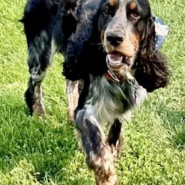 Rafe - English Springer Spaniel
