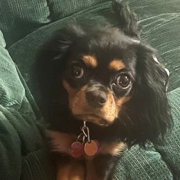 Amelia - Cavalier King Charles Spaniel