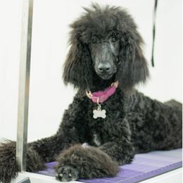 Poodles from Red Bayou Kennels, LLC