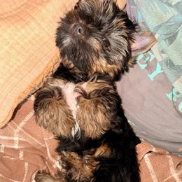 Yellow collar - Black and tan female Yorkshire Terrier puppy in Dallas, North Carolina from Yorkie Fever