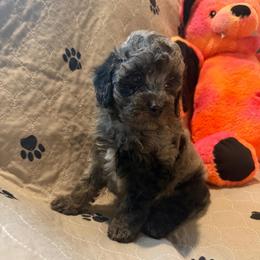 Jasper - Merle male Cavapoo puppy in San Antonio, Texas from Sage Mini Doodles
