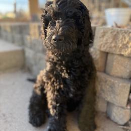 Comet - Black male Goldendoodle puppy in Howard City, Michigan from Doodles and Chaos