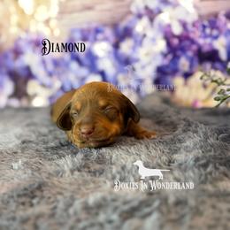 Diamond - Red male Dachshund puppy in Rainier, Oregon from Doxies in Wonderland