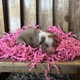 RMF2 - Red merle female Miniature Australian Shepherd puppy in Lexington, Nebraska from Osborne's Aussies