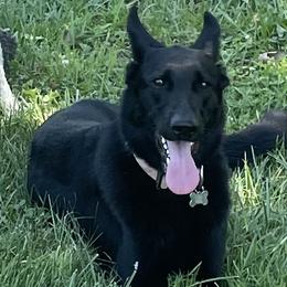 German Shepherd puppies from Schultz's Premium German Shepherds