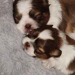 Blue collar - Black gold and white male Shih Tzu puppy in New Bern, North Carolina from Kuddly Creatures