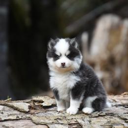 Zak - Blue male Pomsky puppy in Coos Bay, Oregon from Ocean View Pomskies