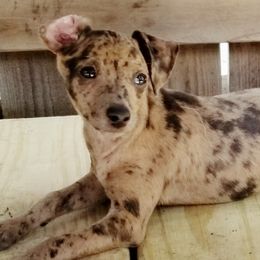Greyhounds, Lurchers, Salukis, Sporty Mixes, and Whippets from River Valley Canines