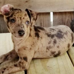 Greyhounds, Lurchers, Salukis, Sporty Mixes, and Whippets from River Valley Canines