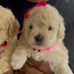 Diamond - Cream female Goldendoodle puppy in Richmond, Texas from Harper’s Heartbeats