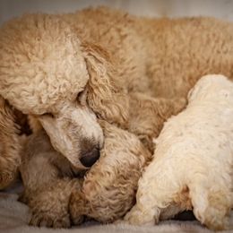 Poodle Puppies from Wild Orchid Poodles