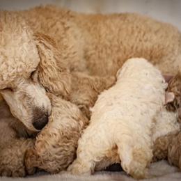 Poodle Puppies from Wild Orchid Poodles