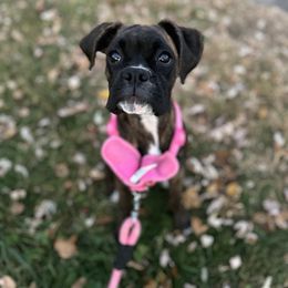 Boxer Puppies from Winchester Boxers