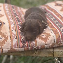 Hilda Mae - Chocolate female Dachshund puppy in Carthage, Missouri from Hounds by Mishelle
