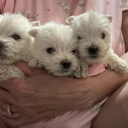 Girl 3 - White female West Highland White Terrier puppy in Fairborn, Ohio from Twin Oaks Westies