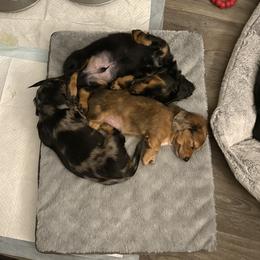 Dachshund Puppies from Brittany Thompson